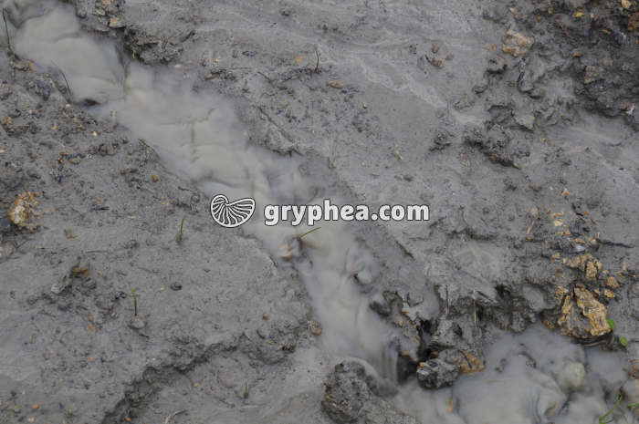 	Transport de particules argileuses par les eaux du ruissellemet (falaise des Vaches noires, Calvados) - gryphea.com